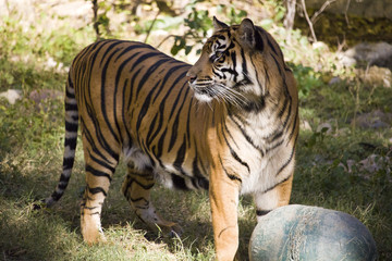 Tiger Playing with Ball