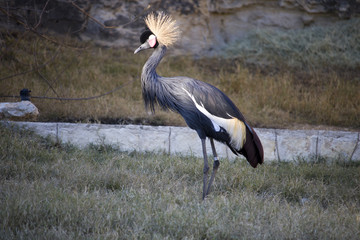 Crane in the Woods