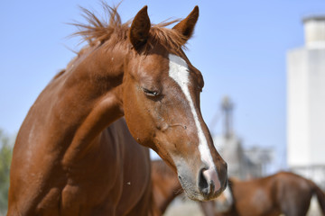 Fototapeta premium Horses graze freely in the field on the farm