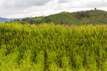 agricultural field of growing rice on high mountain