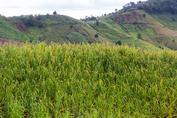 agricultural field of growing rice on high mountain
