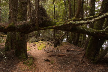 Fototapeta premium Old trees at Lake St Clair in Tasmania 