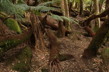 Old trees at Lake St Clair in Tasmania
