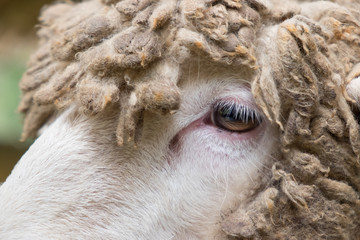 Close up of Head sheep in the stall.