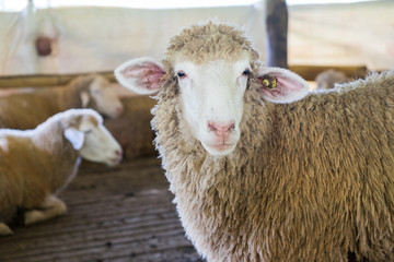 Sheep in the stall, Doi Inthanon National park, Chiangmai, Thailand.