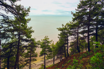 Pine forest by the sea .
