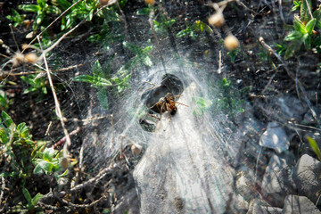 Spider in his web