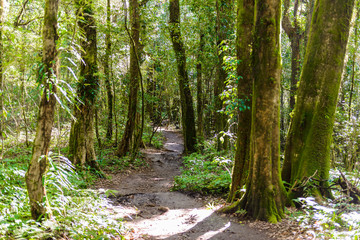 Kew Mae Pan Nature Trail Trekking trail leading through jungle