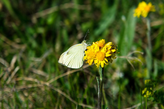 Cabbage garden white butterfly on a flower