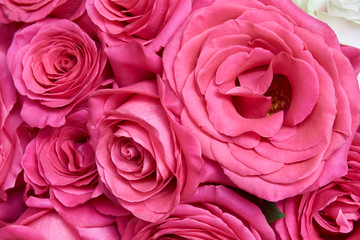 Many pink roses