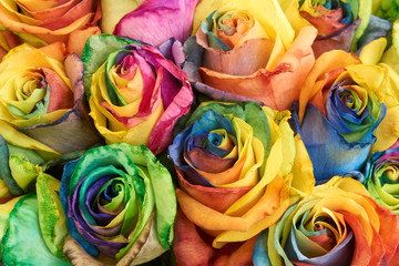 Fototapeta na wymiar Bunch of multicolored roses