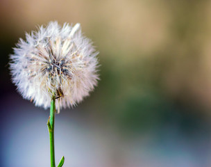 Beautiful and soft dandelion on an out of focus background,with green, yellow and blue colors, with lots of contrast and vibrant colors and copy space