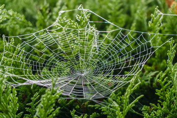 Beautiful spiderweb covered in glistening drops of dew on green tree in the background.