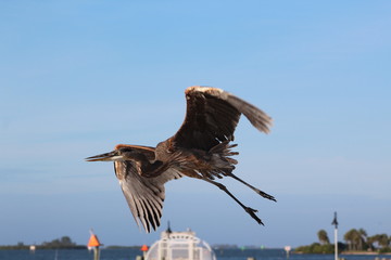 Brown Pelican in flight with wing span close up legs straight out under off side shot with blue sky