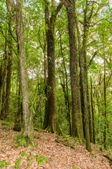Kew Mae Pan Nature Trail Trekking trail leading through jungle