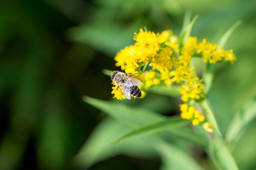 A bee on a yellow flower
