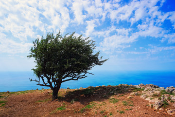 Fototapeta na wymiar Lonely tree on the mountain by the sea