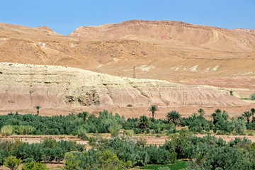  landscape of green plants at dades valley in Morocco 