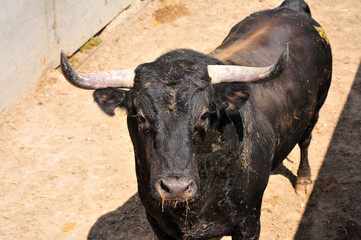toro español