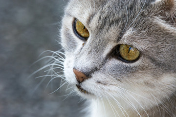 Silver white grey cat close up
