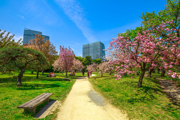 Obraz premium Krajobraz japońskiego ogrodu sakura w ogrodach Hamarikyu, Tokio, dystrykt Chuo, Japonia. Shiodome budynki i ludzie na tle ławek. Koncepcja wiosny, Hanami i życie na świeżym powietrzu. Słoneczny dzień, błękitne niebo