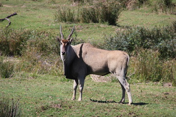 animaux sauvage Afrique