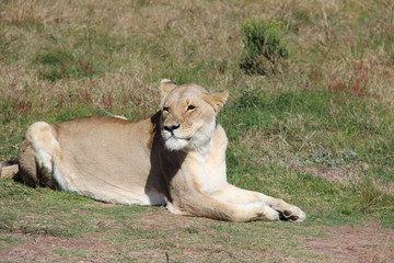 animaux sauvage Afrique