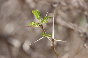 &eacute;pine acacia