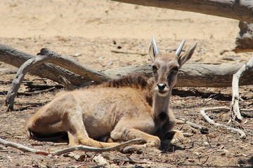 animaux sauvage Afrique