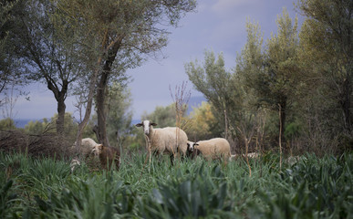 Ewe with lambs from a sheep flock in Turkey in olive grove landscape.
