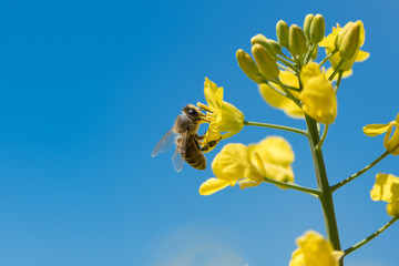 Bee collects honey - rape blossom in spring