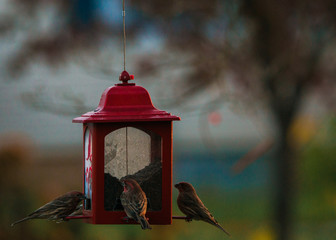 Bird feedr