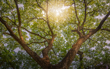 Naklejka premium tree sunlight