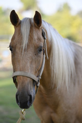 Beautiful horse posing in the first rays of the morning light