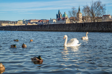 Brückenturm und Karlsbrücke in Prag Tschechien mit Schwänen