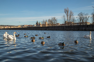 Brückenturm und Karlsbrücke in Prag Tschechien mit Schwänen