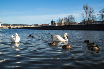 Brückenturm und Karlsbrücke in Prag Tschechien mit Schwänen