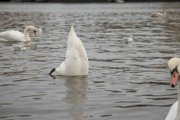 Obraz premium Schwäne in Prag Karlsbrücke Abtauchen Kopf unter Wasser
