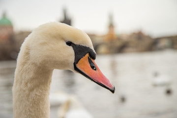 Fototapeta premium Schwan Prag Karlsbrücke