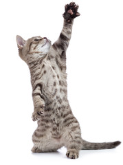 kitten jumping with raised paw isolated