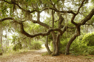 Fototapeta na wymiar Scrub Oak or Live Oaks Along a Florida Lake Trail