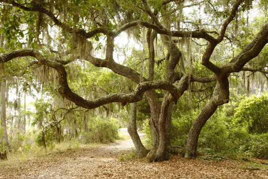 Scrub Oak Or Live Oaks Along A Florida Lake Trail