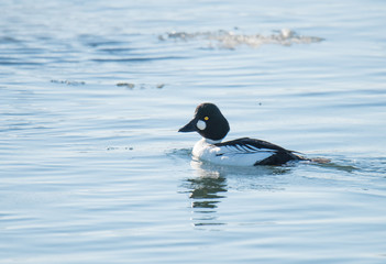 Duck Swimming in Lake