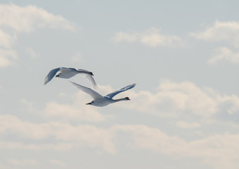 Swans in Flight