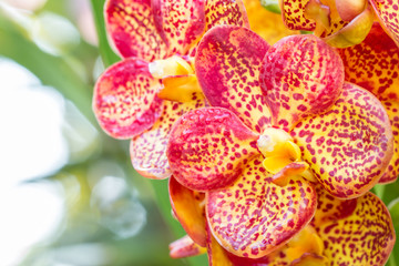 Obraz na płótnie Canvas Colorful Vanda orchids.