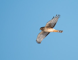 Raptor in Flight