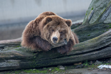 Obraz premium Eurasian brown bear on a tree in autumn day.