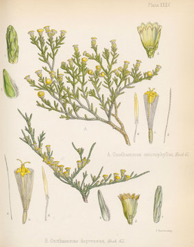 Ozothamnus