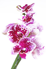 Fototapeta premium Purple orchid orchideae on isolated white background. The Orchidaceae are a diverse and widespread family of flowering plants, with blooms that are often colourful and fragrant, commonly known as the