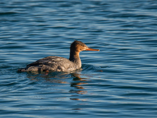 Merganzer in Water